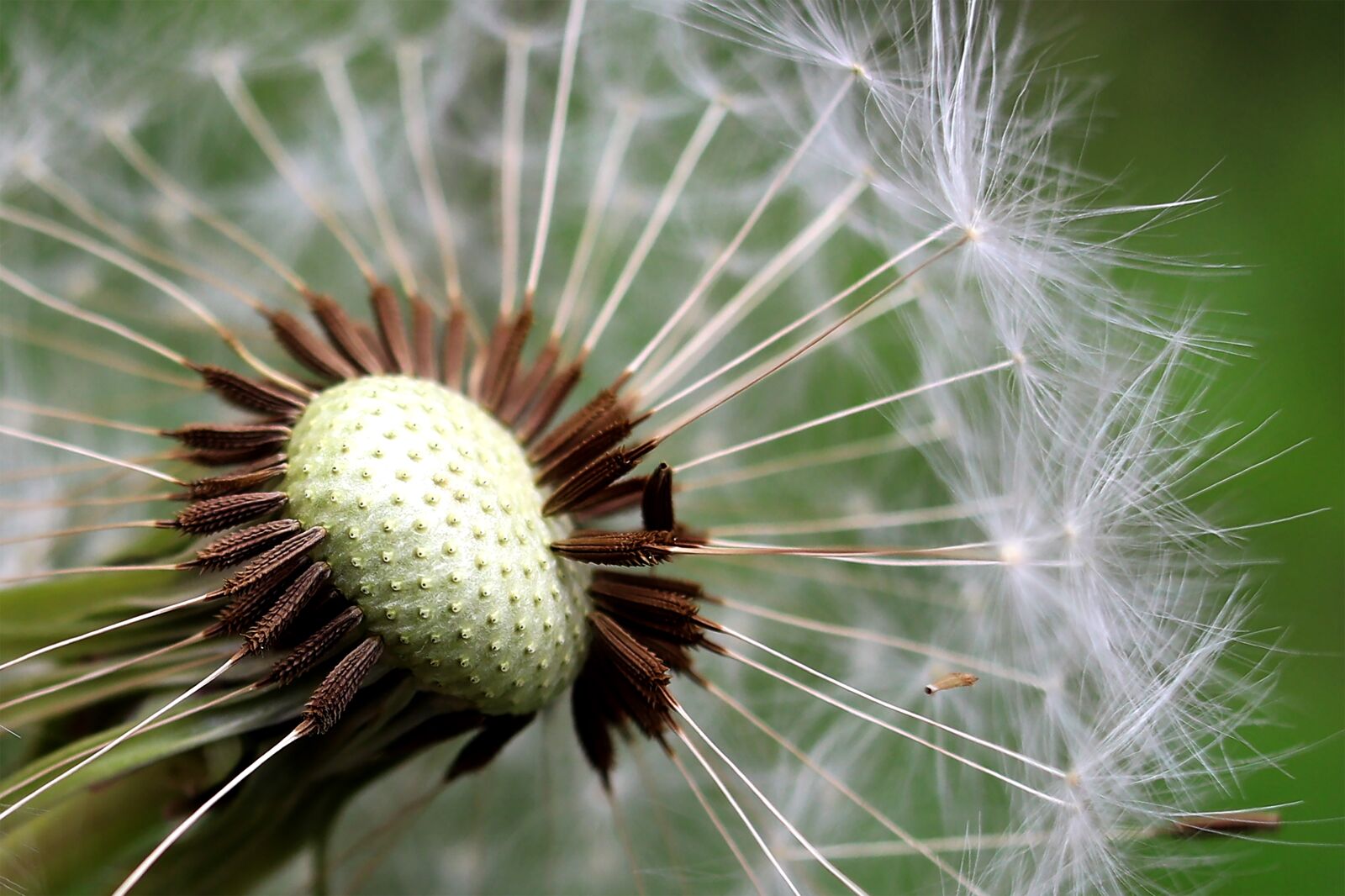 Canon EF-S 24mm F2.8 STM sample photo. Dandelion, seeds, close up photography