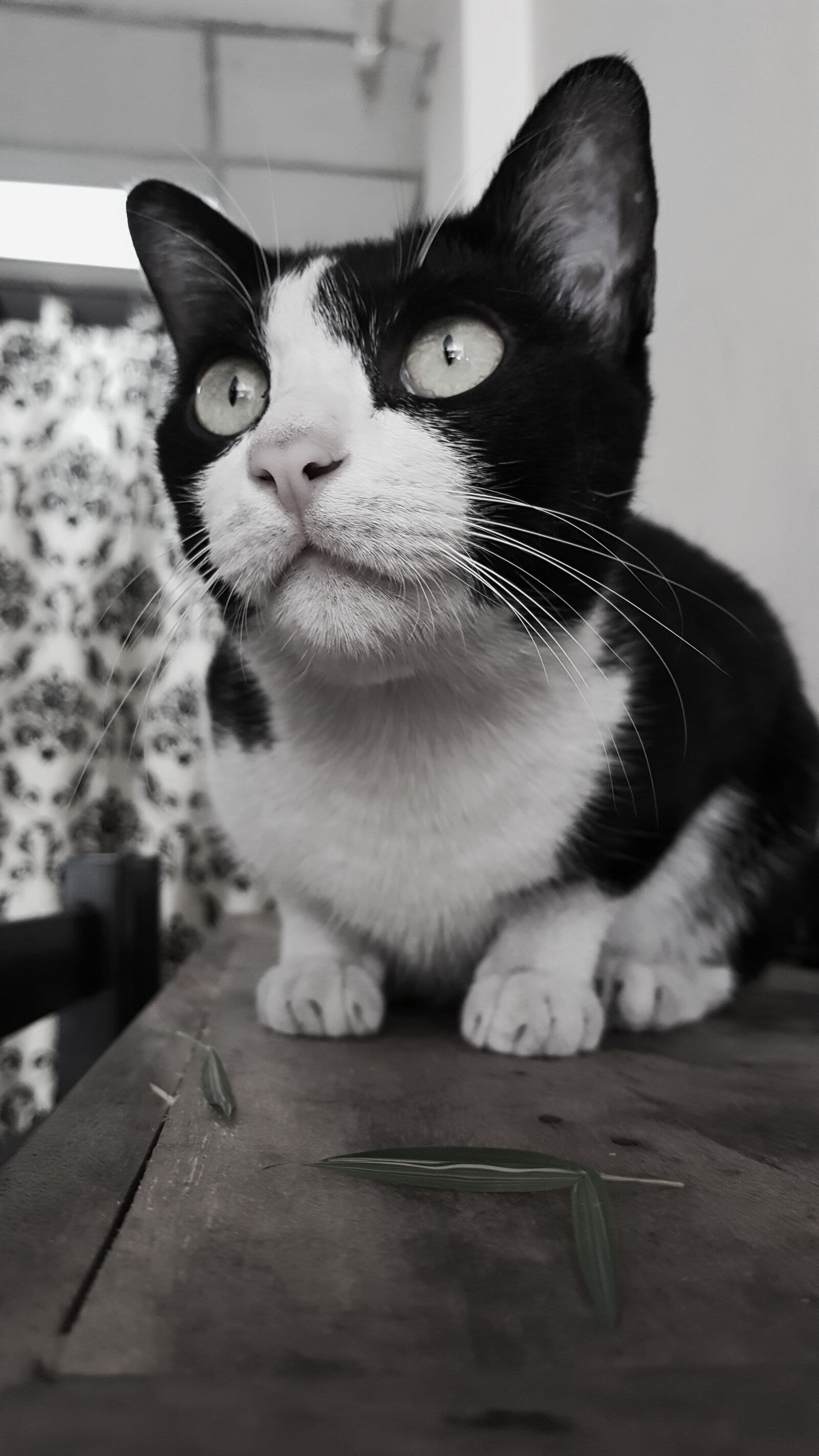 Samsung Galaxy Note5 sample photo. Cat, animal, pet photography