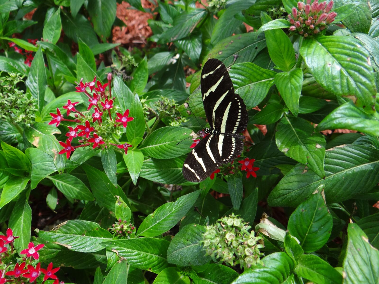 Sony Cyber-shot DSC-HX100V sample photo. Butterfly, national park, america photography