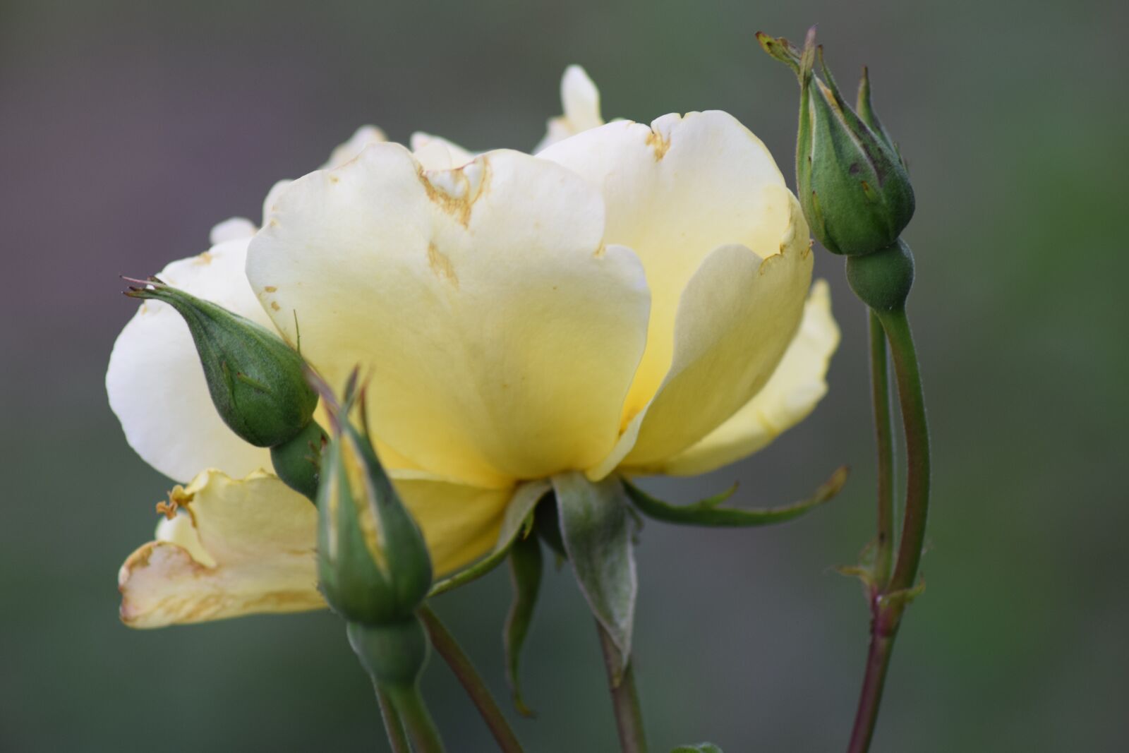 Nikon D3300 sample photo. Love, pink, romance photography