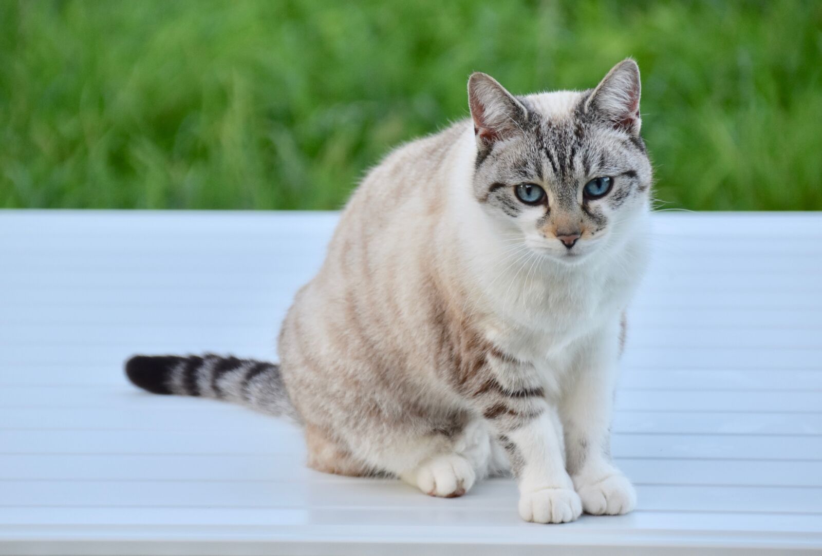 Nikon D5600 sample photo. Cat, alley cat, european photography