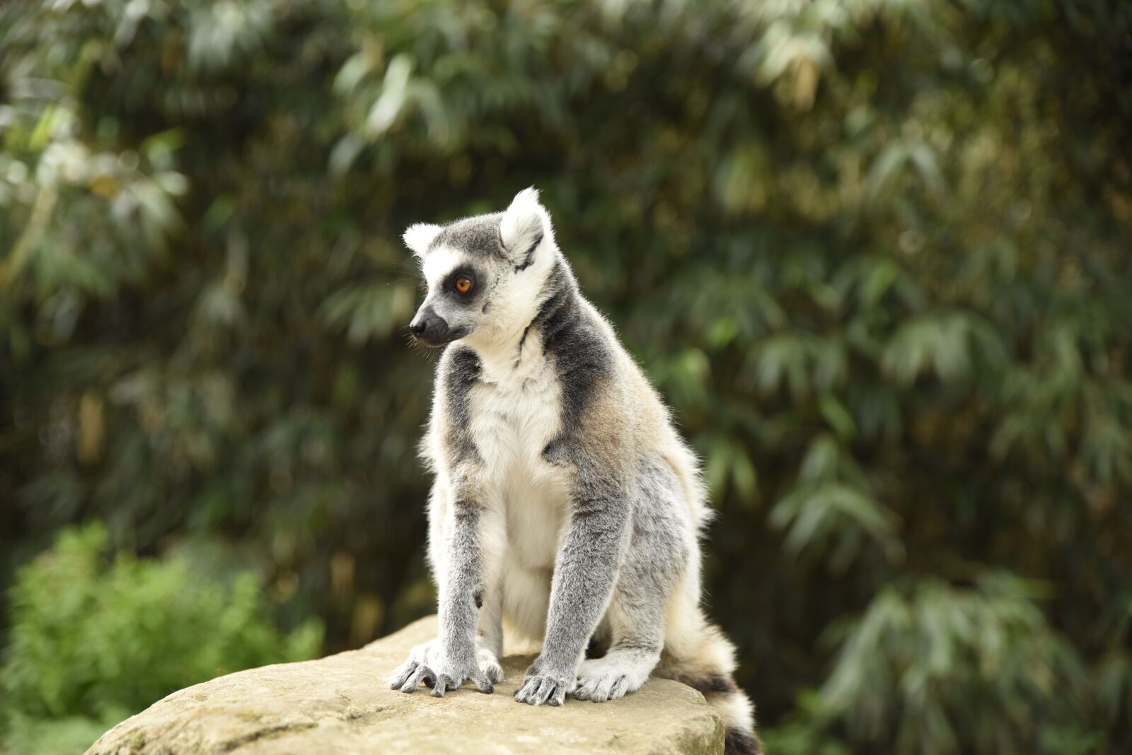 Nikon D750 sample photo. Meerkat, monkey, zoo photography
