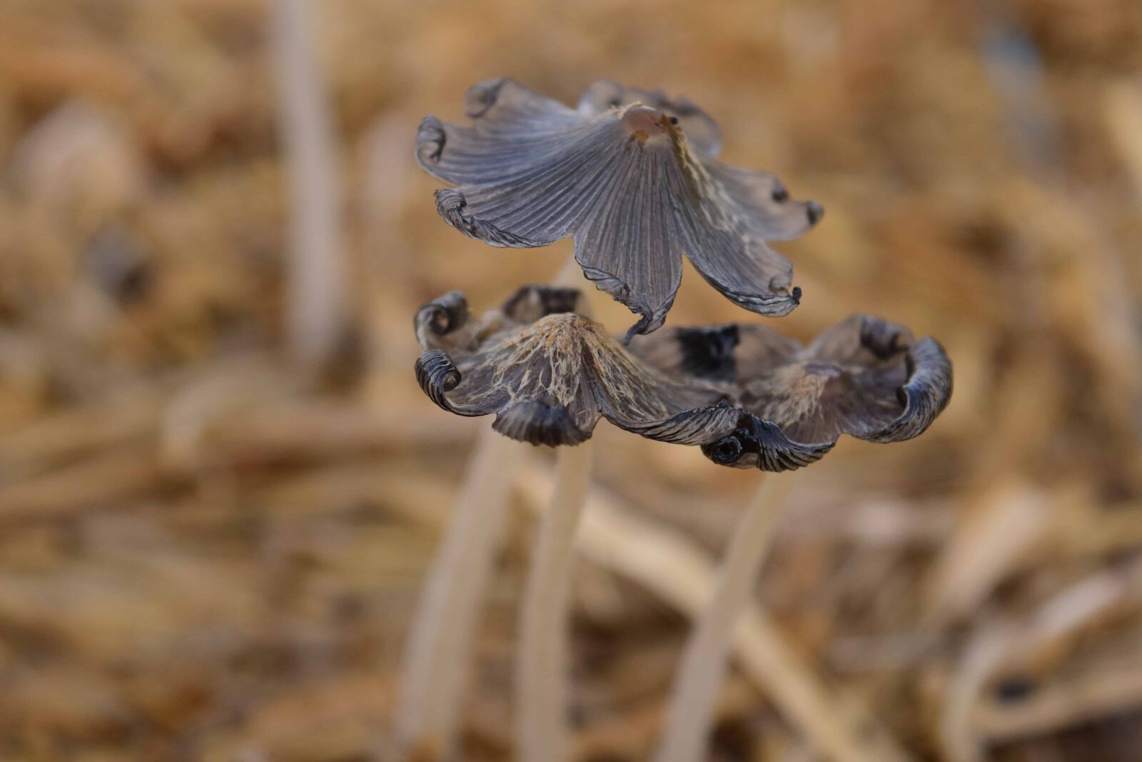 Nikon D3300 sample photo. Nature, mushroom, daylight, outdoor photography