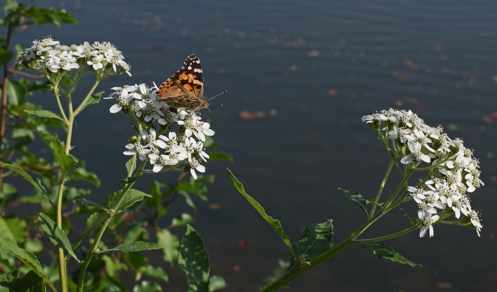 Nikon D3300 sample photo. American lady butterfly, insect photography