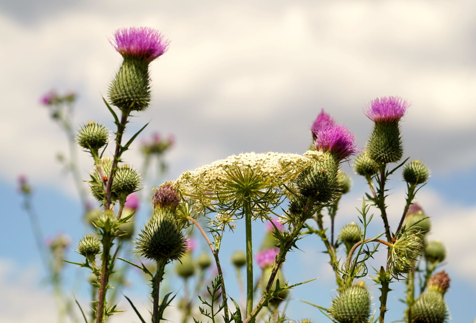Sony a6400 + Sony E PZ 18-105mm F4 G OSS sample photo. Wild flowers, thistles, purple photography