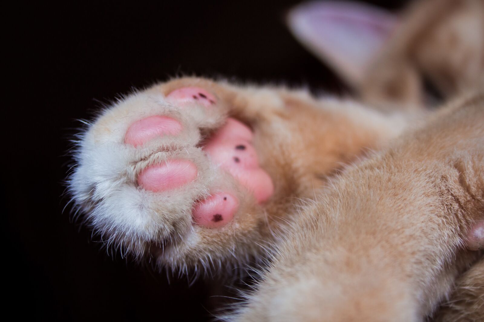 Canon EF-S 18-55mm F3.5-5.6 II sample photo. Cat, paw, pet photography