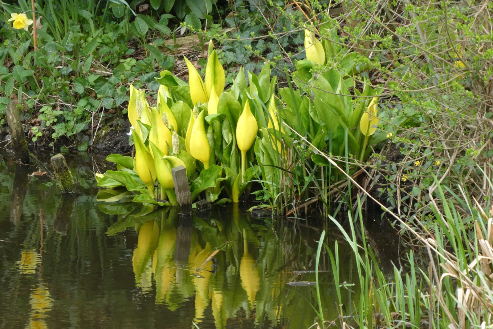 Panasonic Lumix DC-ZS70 (Lumix DC-TZ90) sample photo. Yellow zantedeschia, yellow flowers photography