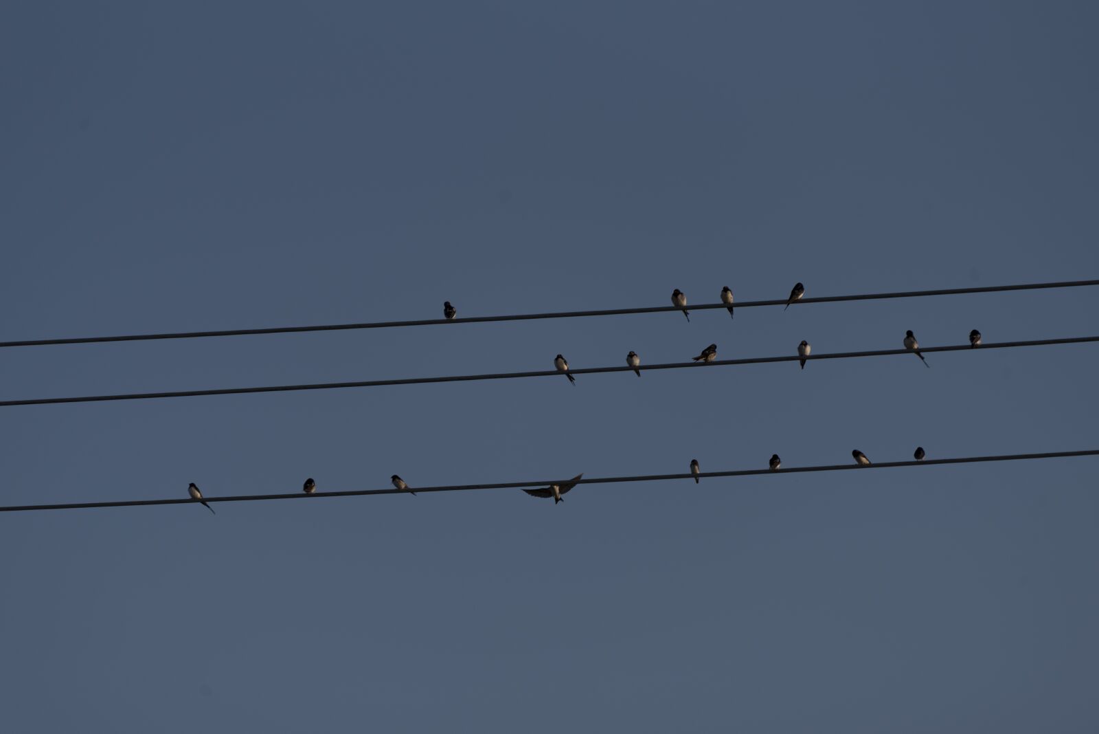 Nikon D750 sample photo. Swallows, birds, swallow photography