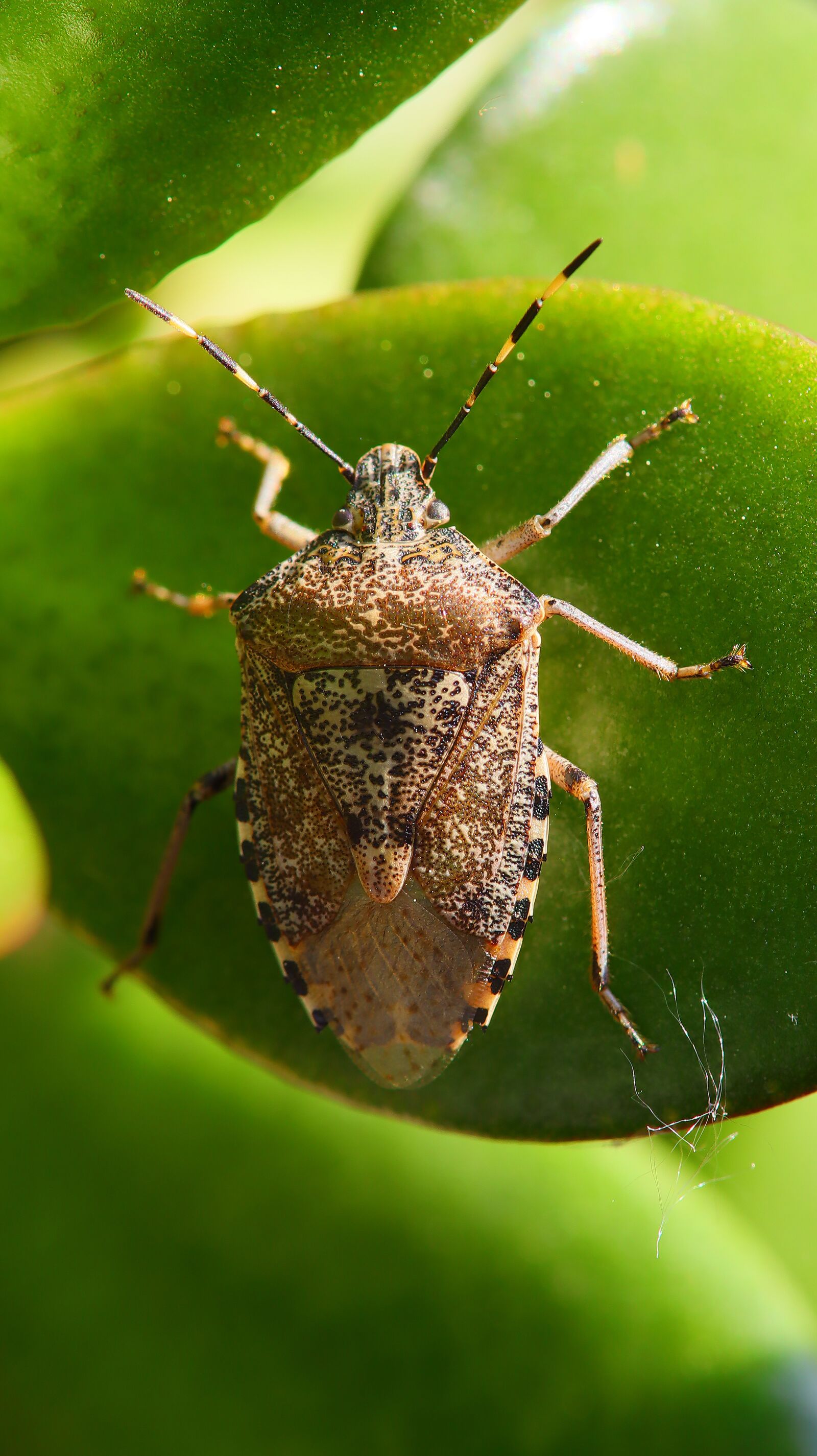 Canon EOS M50 (EOS Kiss M) sample photo. Stink bug, bug, in photography