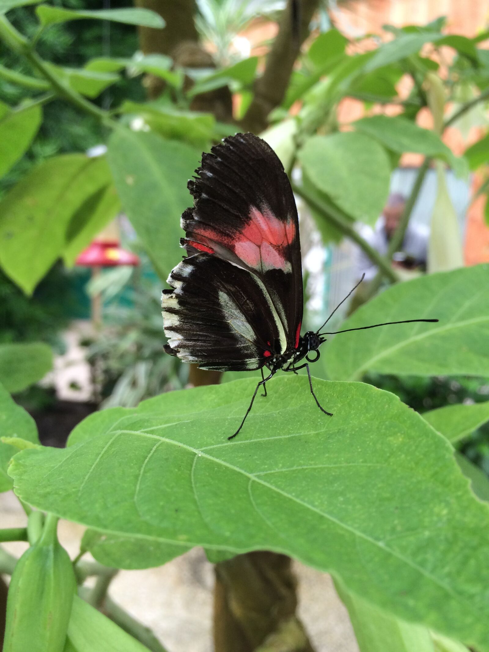 iPhone 5s back camera 4.15mm f/2.2 sample photo. Butterfly, red, black photography