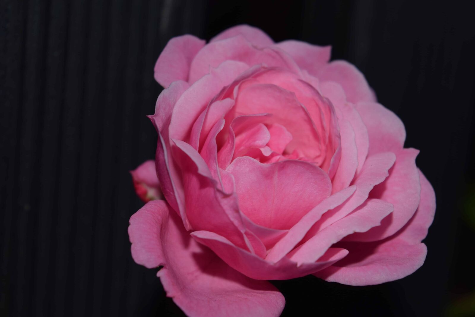 Nikon D3300 sample photo. Flower, petal, darikess, macro photography