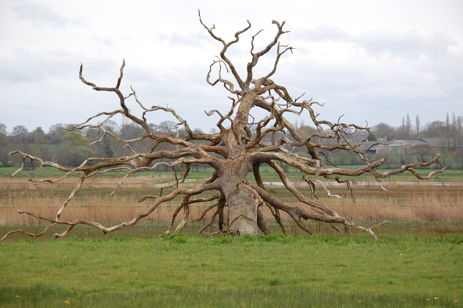 Nikon D40 sample photo. Tree, death, swamp photography