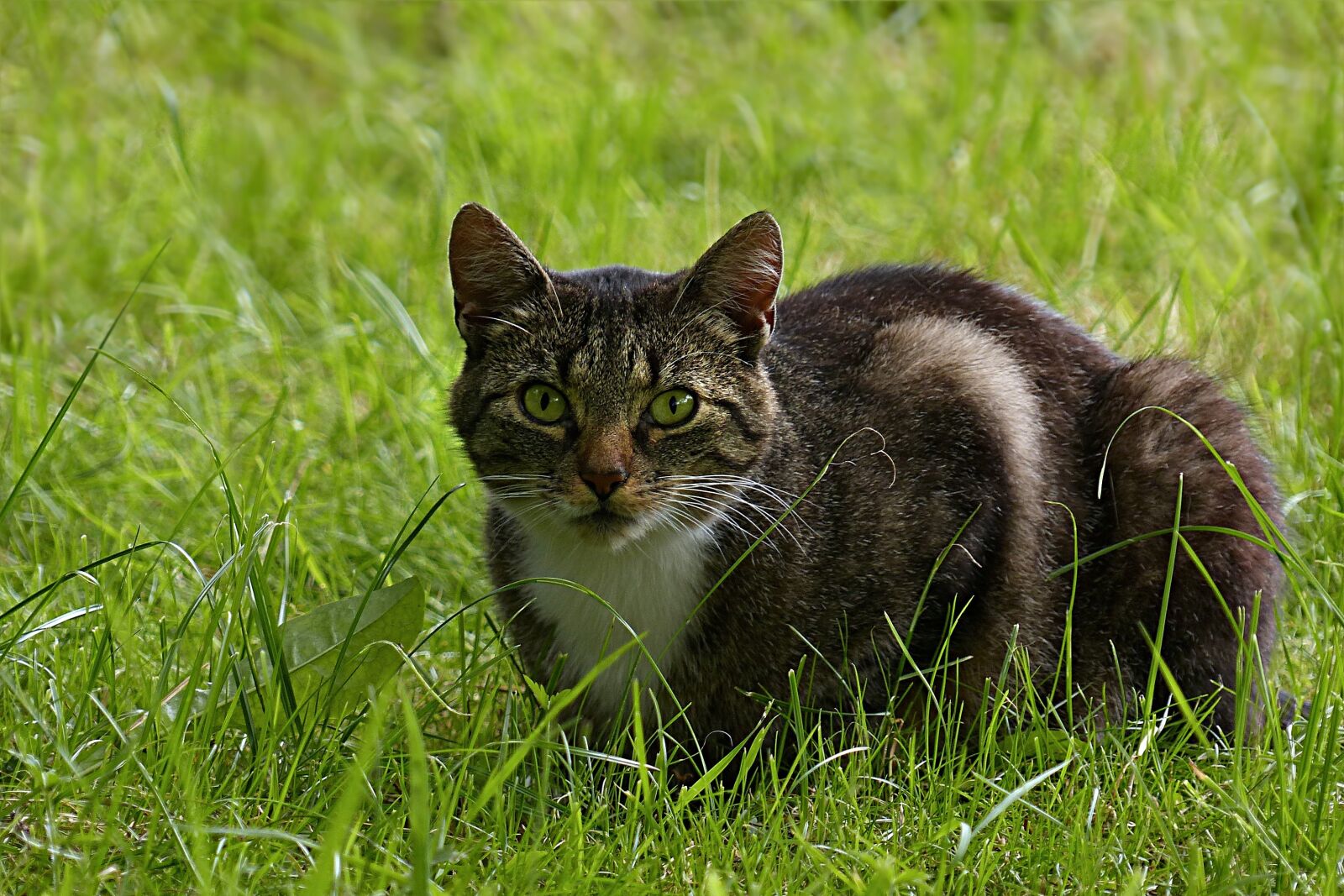 Panasonic Lumix DMC-FZ200 sample photo. Animal, mammal, cat photography
