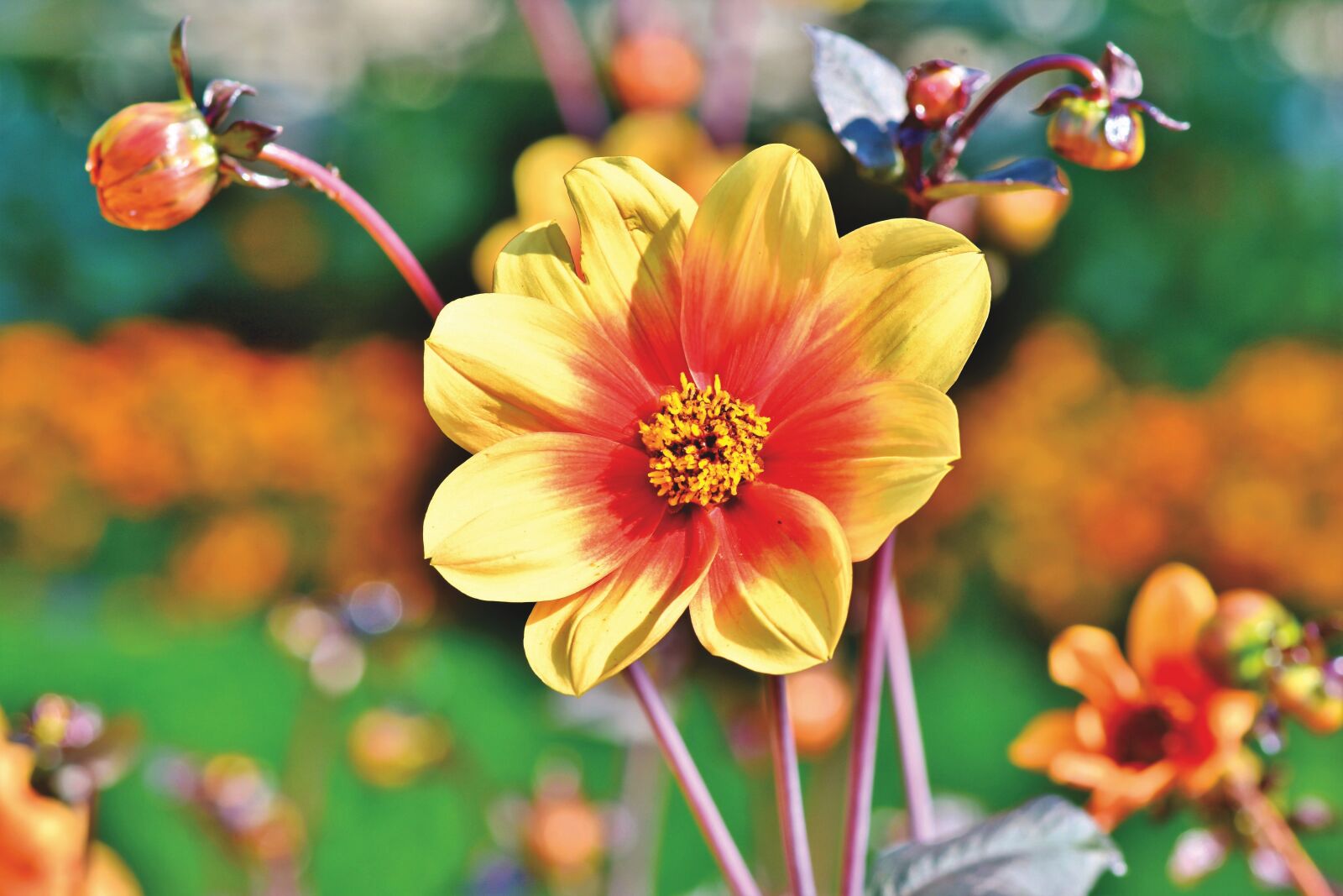 Nikon D7200 sample photo. Dahlia, dahlias bud, flower photography