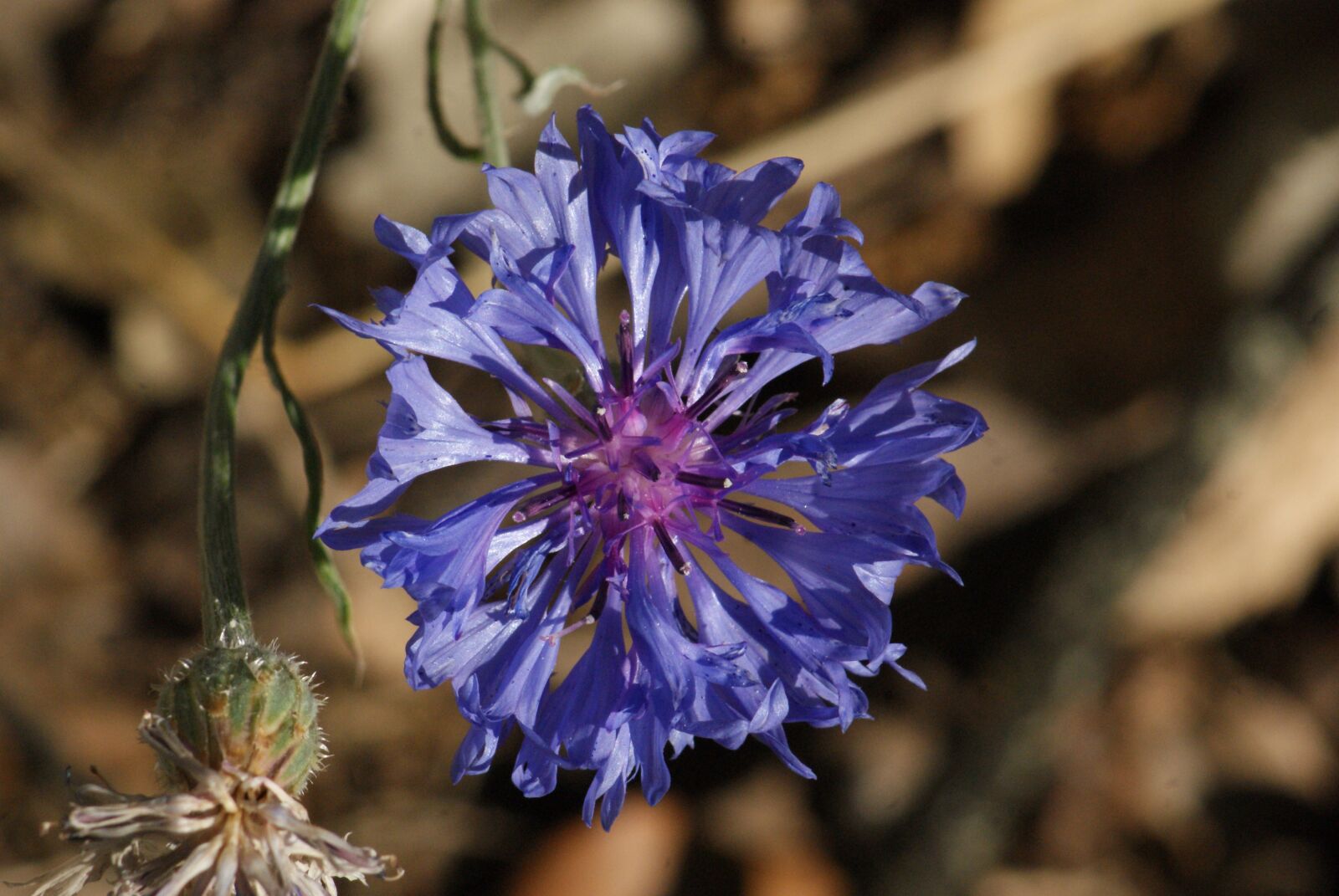 Sony Alpha DSLR-A230 sample photo. Flower, blue, plant photography