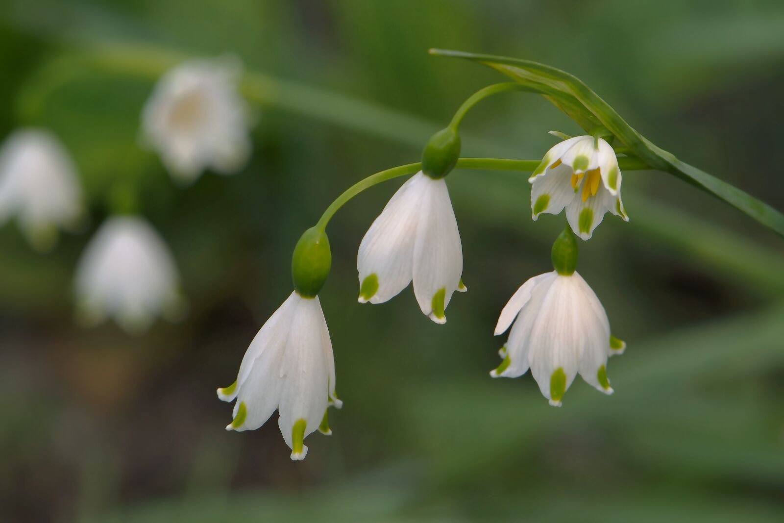 Nikon D5600 sample photo. Snowflake, great snowdrops, fruehlingsknotenblume photography