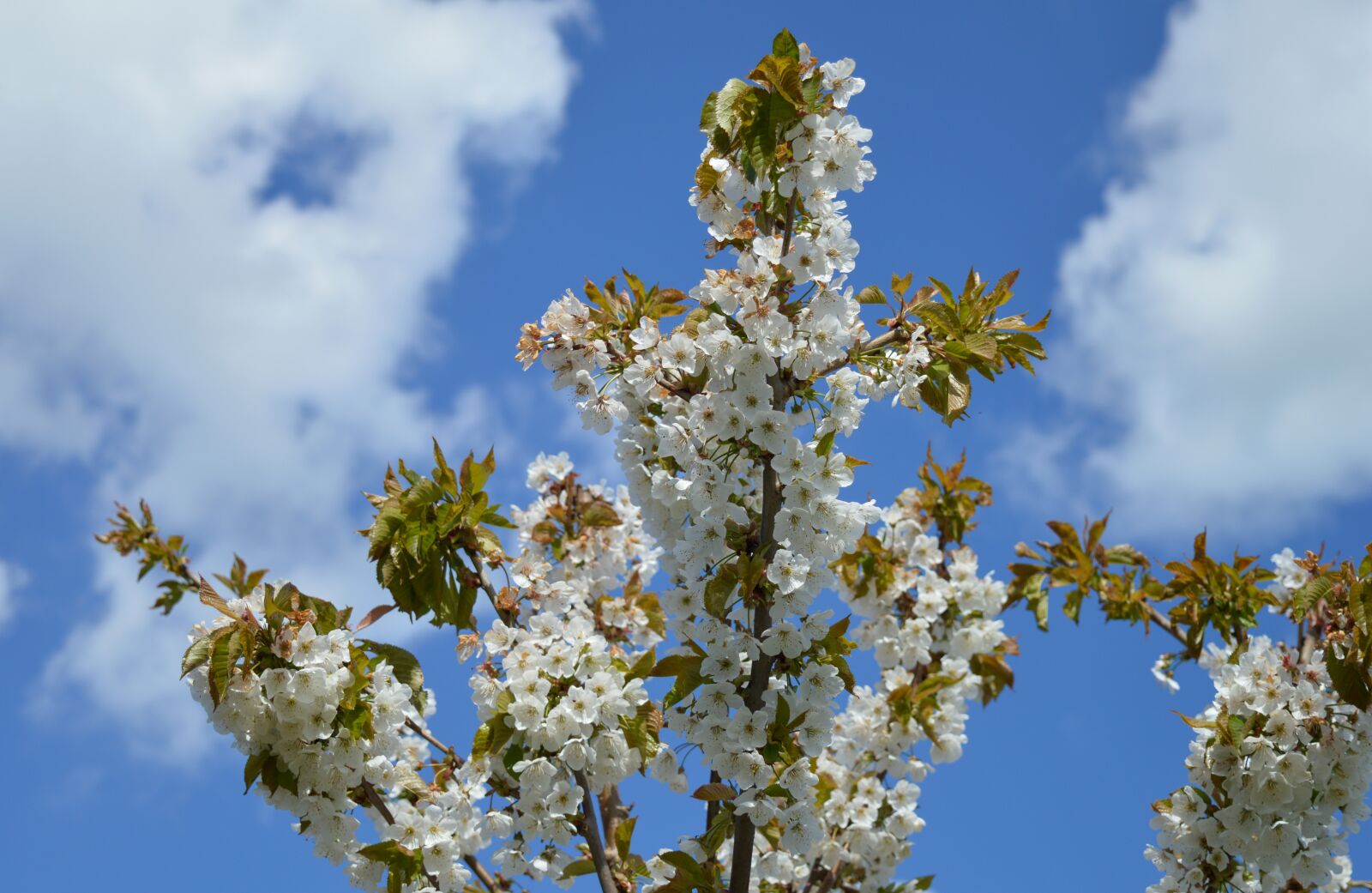 Nikon D3200 sample photo. Cherry blossom, fruit tree photography