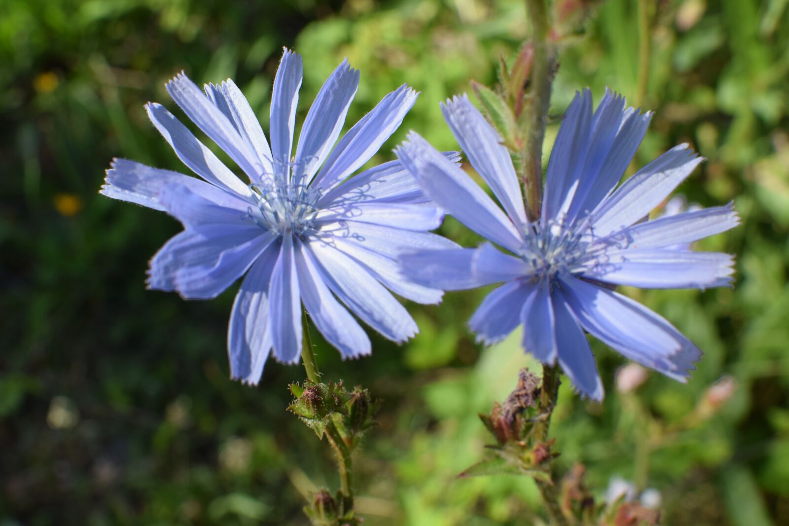 Nikon D5300 sample photo. Chicory, flower, bloom photography