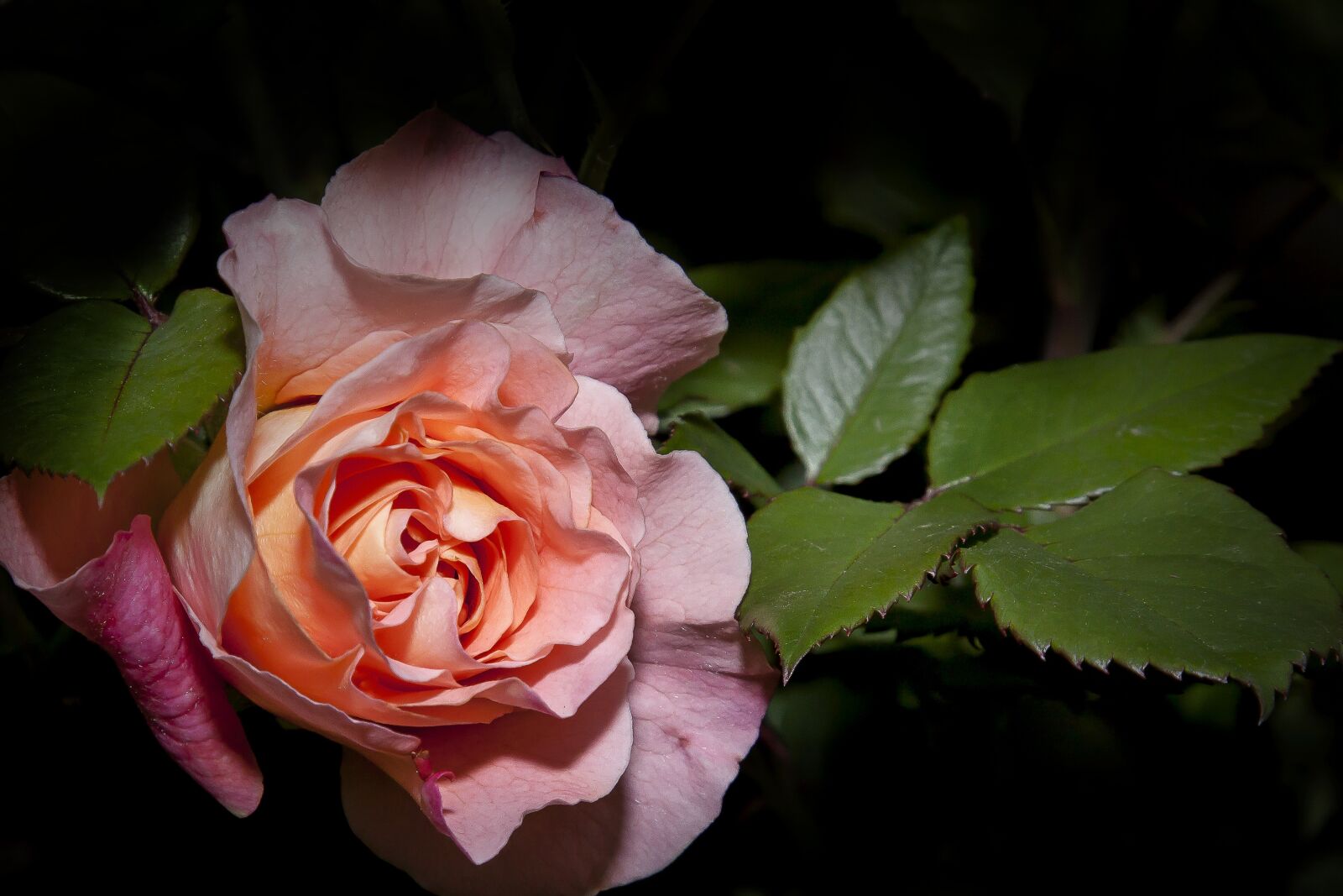 Canon EOS 50D + Canon EF 24-105mm F4L IS USM sample photo. Rose, flower, blossom photography