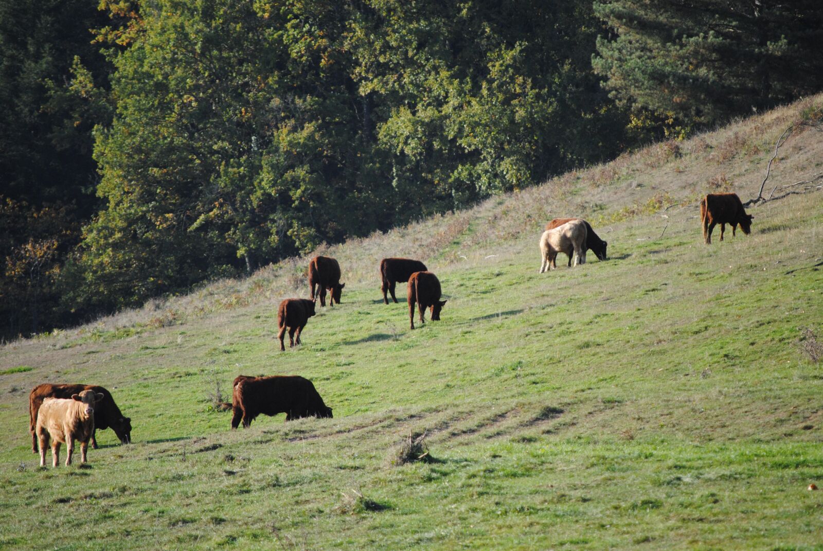 Nikon D3000 sample photo. Cattle, meadows, pasture photography