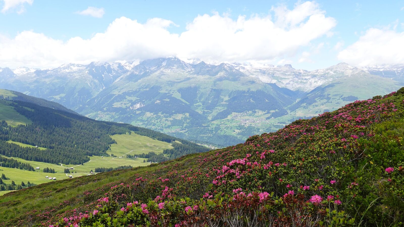 Sony DSC-RX100M7 sample photo. Alpine roses, mountain landscape photography