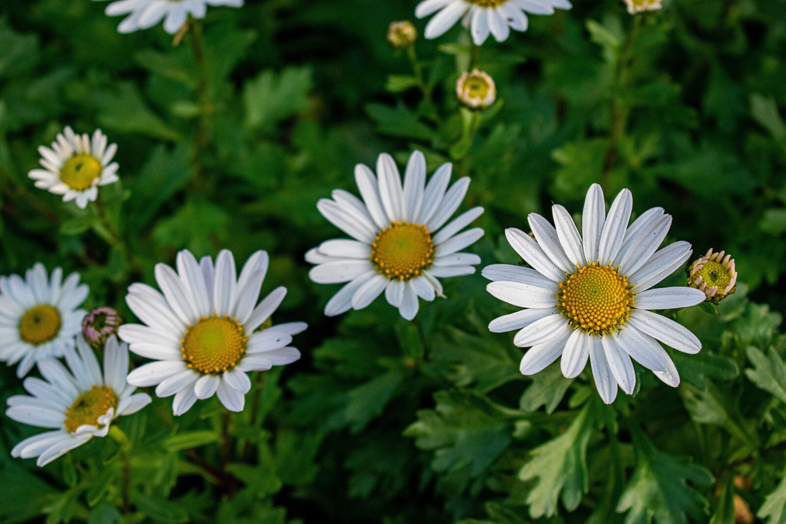 Nikon D5300 sample photo. Perennials, flower, nature photography