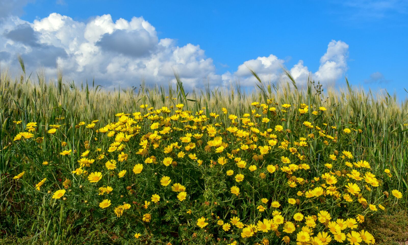 Nikon D3300 sample photo. Spring, field, flowers photography