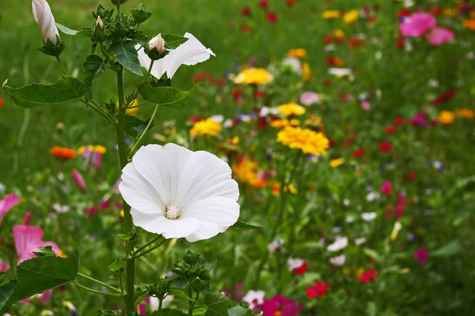 Pentax *ist DL2 sample photo. Flower meadow, wild flowers photography