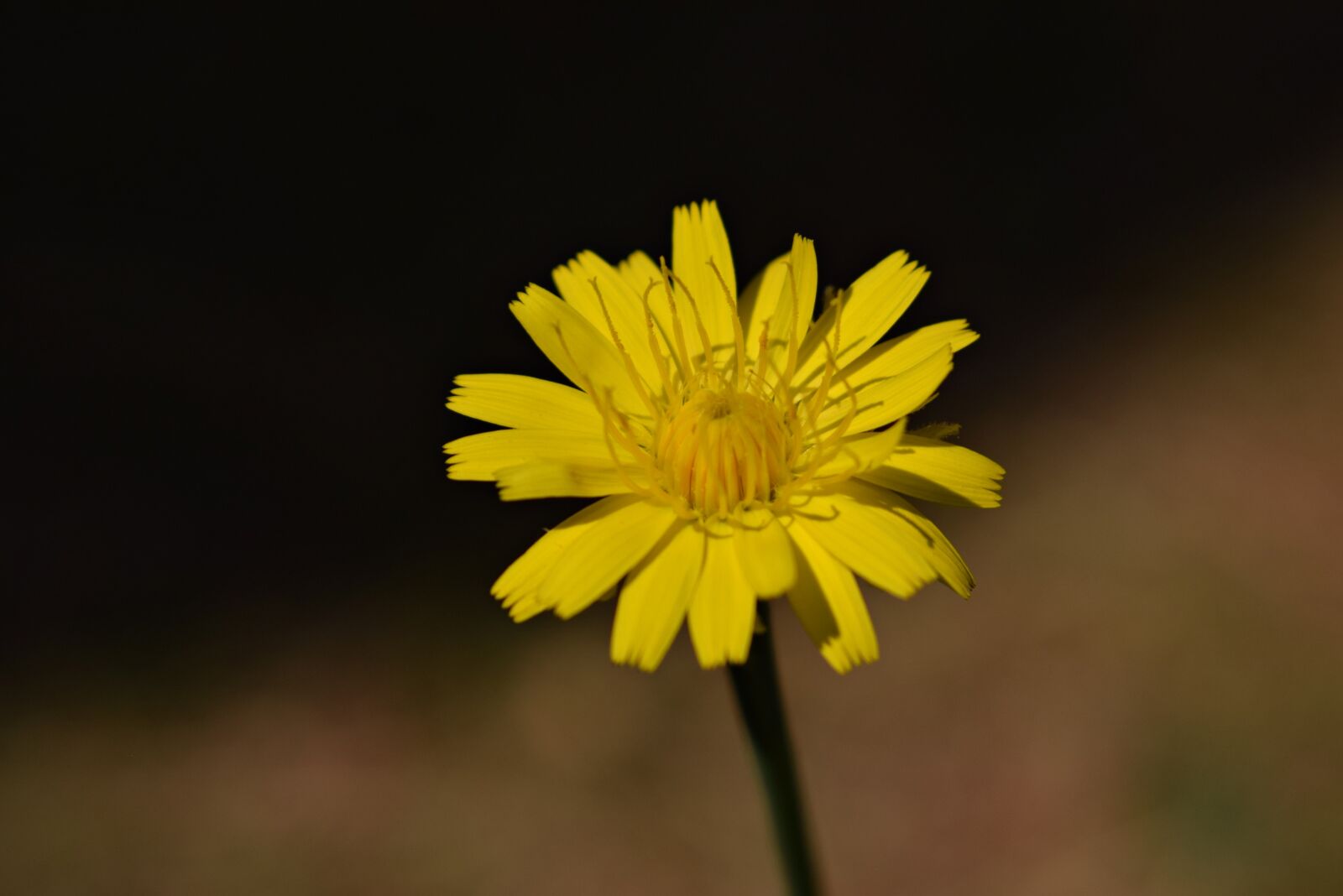 Nikon D3300 sample photo. Flower, blossom, bloom photography