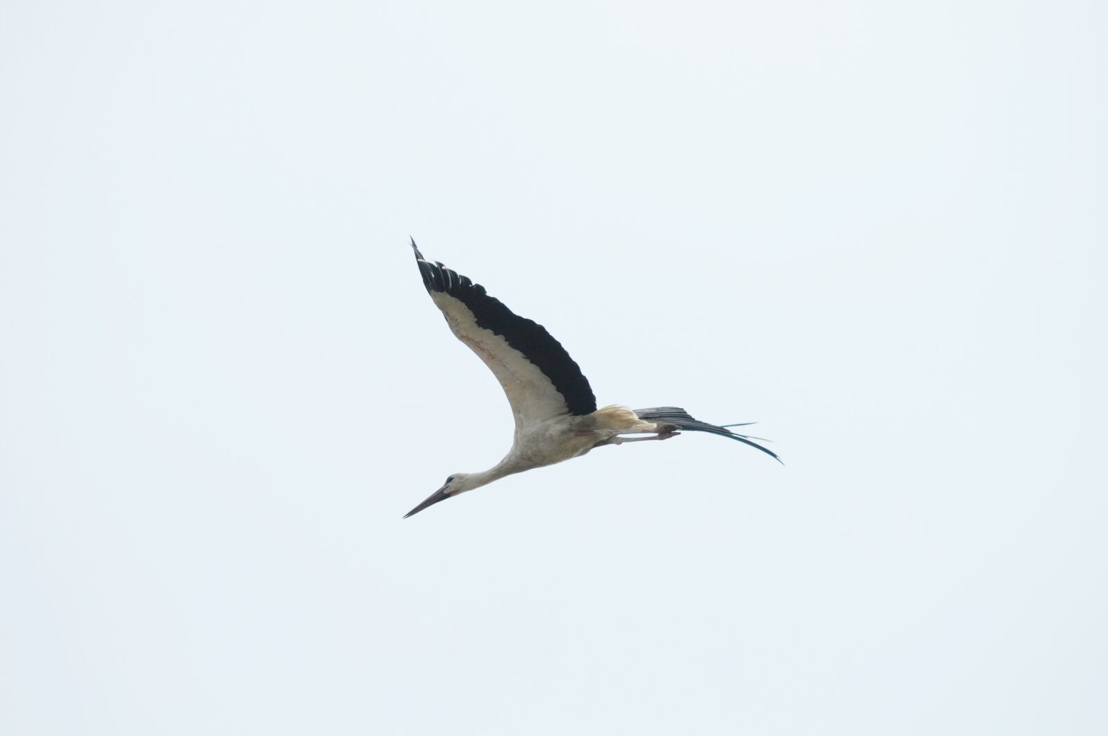 Nikon D300 sample photo. Bird, stork, lake neusiedl photography