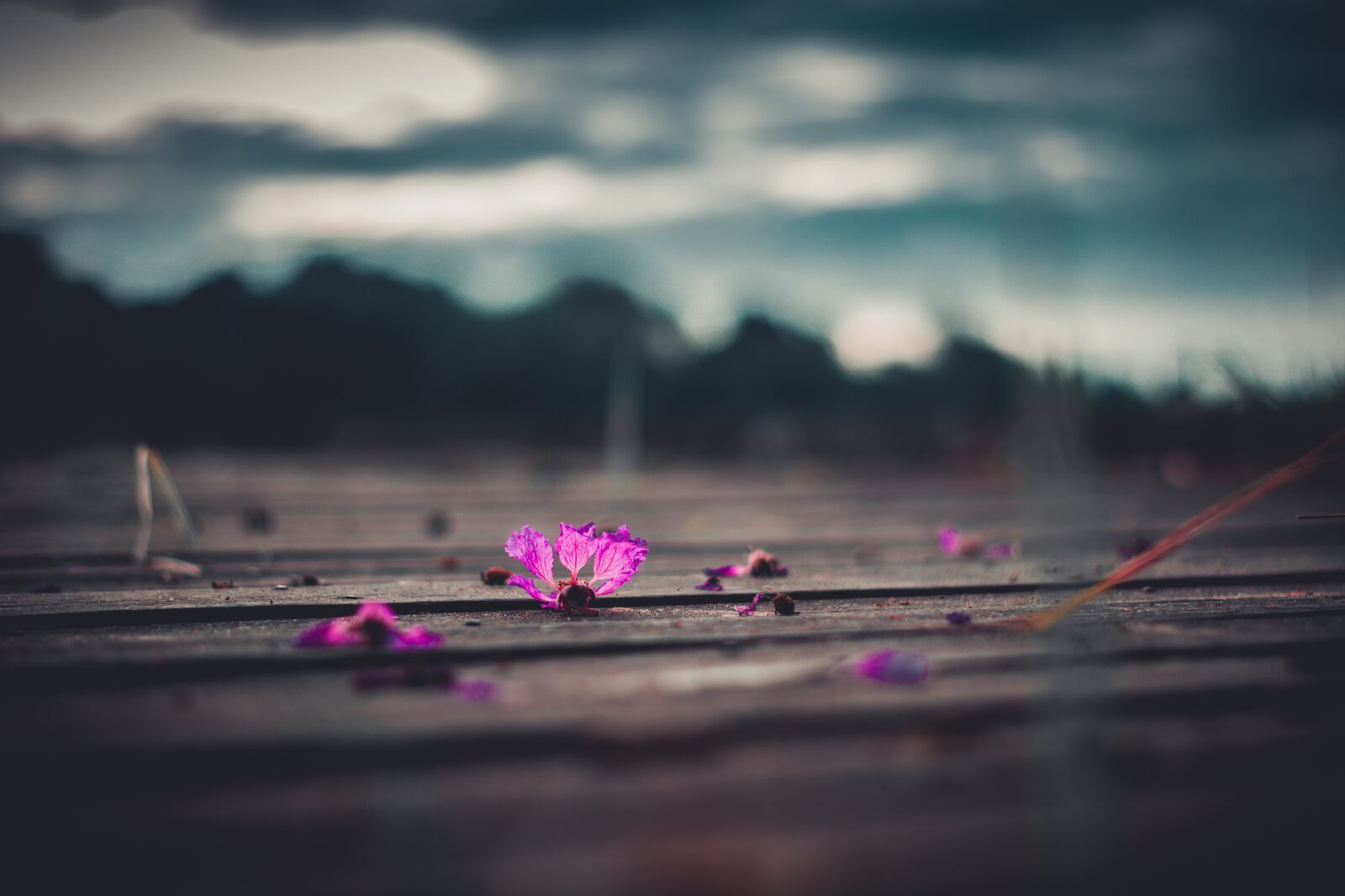 Nikon D5200 sample photo. Flower, sky, dramatic photography
