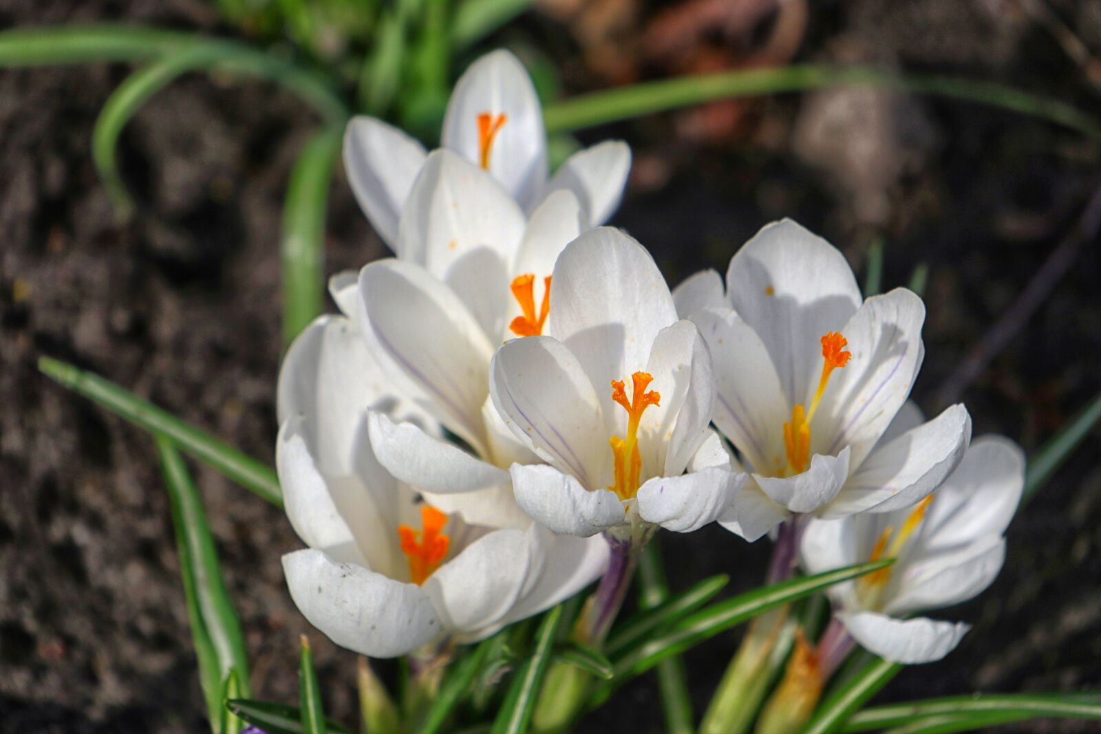 Canon EOS M5 sample photo. Nature, flower, plant photography
