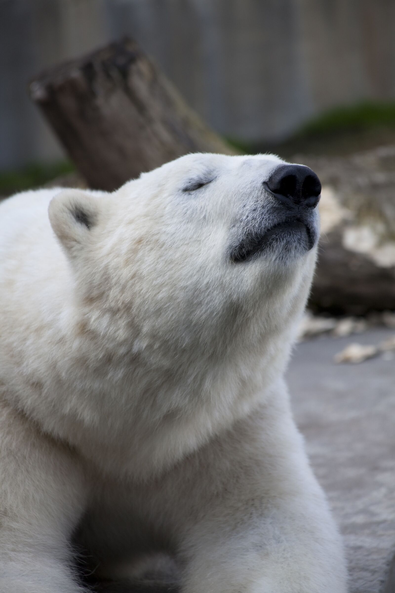 Canon EOS 5D Mark II sample photo. The bear, polar, teddy photography