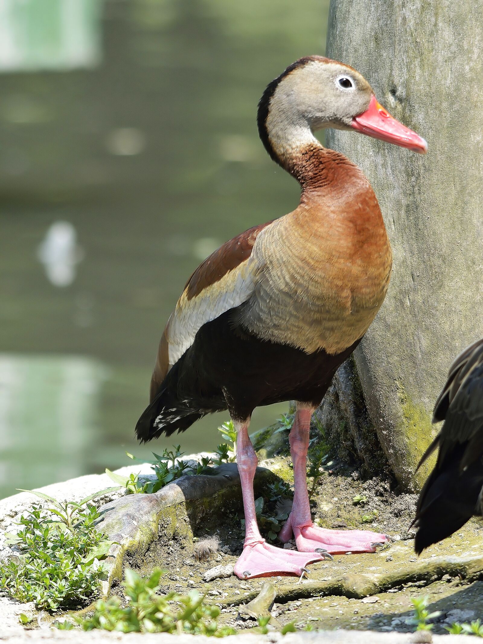 Nikon D7100 sample photo. Nature, animals, bird photography