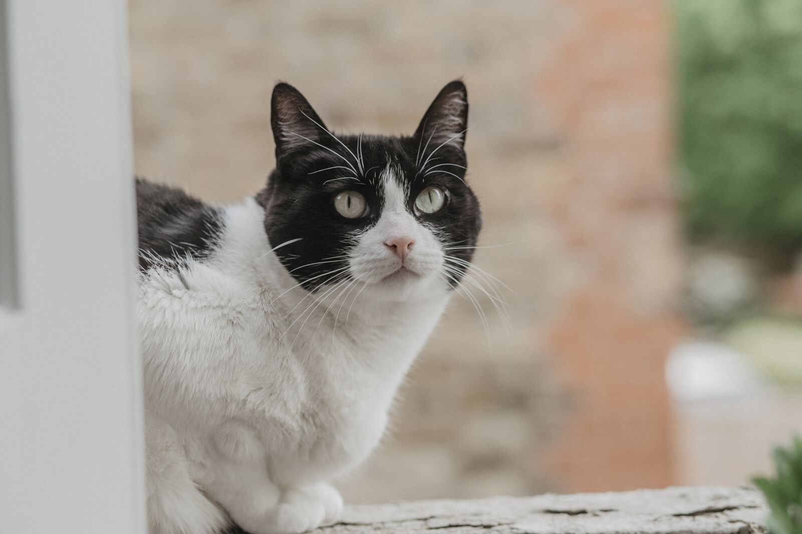 Canon EF 85mm F1.8 USM sample photo. Cat, kitten, feline photography