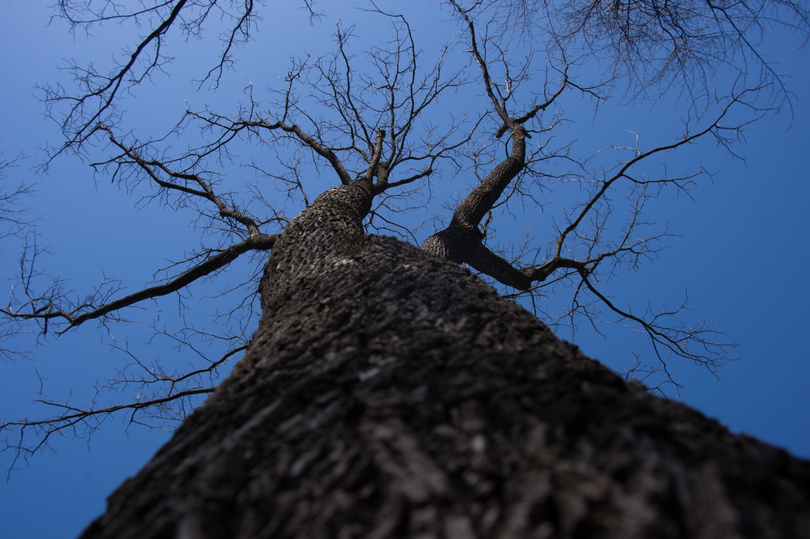Nikon D4 sample photo. Tree, park, fox photography