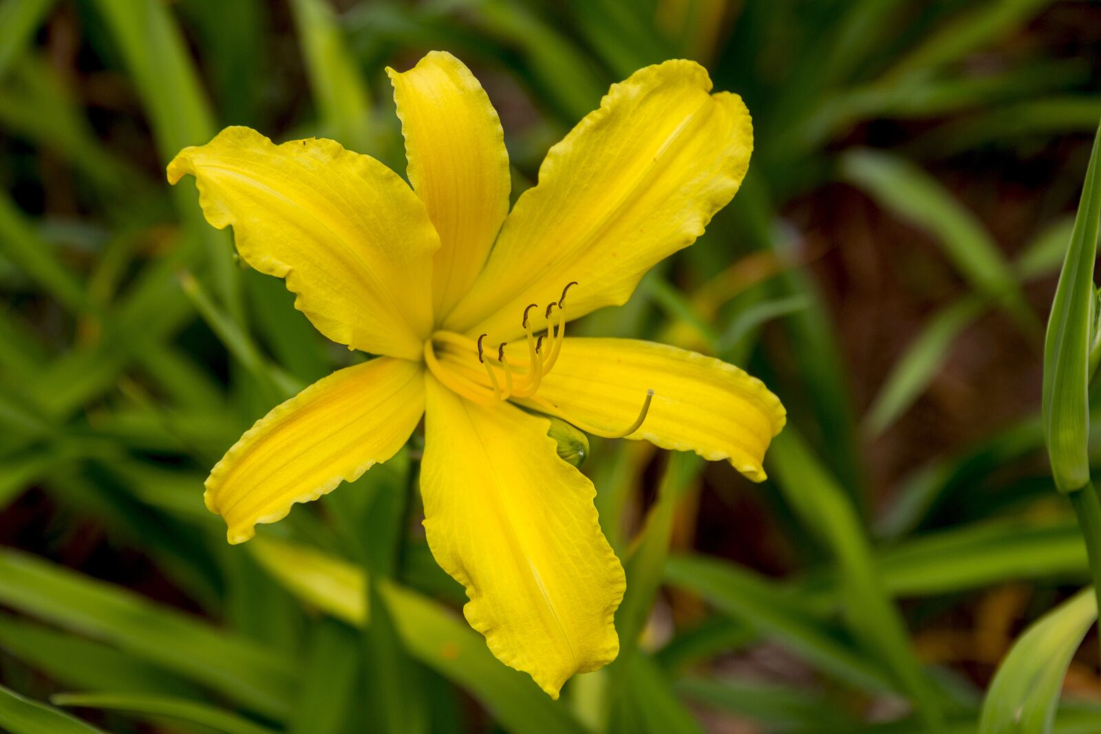 Canon EOS 700D (EOS Rebel T5i / EOS Kiss X7i) sample photo. Garden, flowers, beauty photography