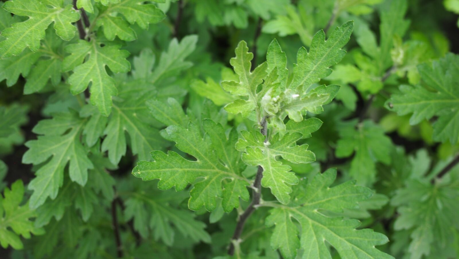 Olympus PEN E-PL3 sample photo. Nature, leaves, green photography