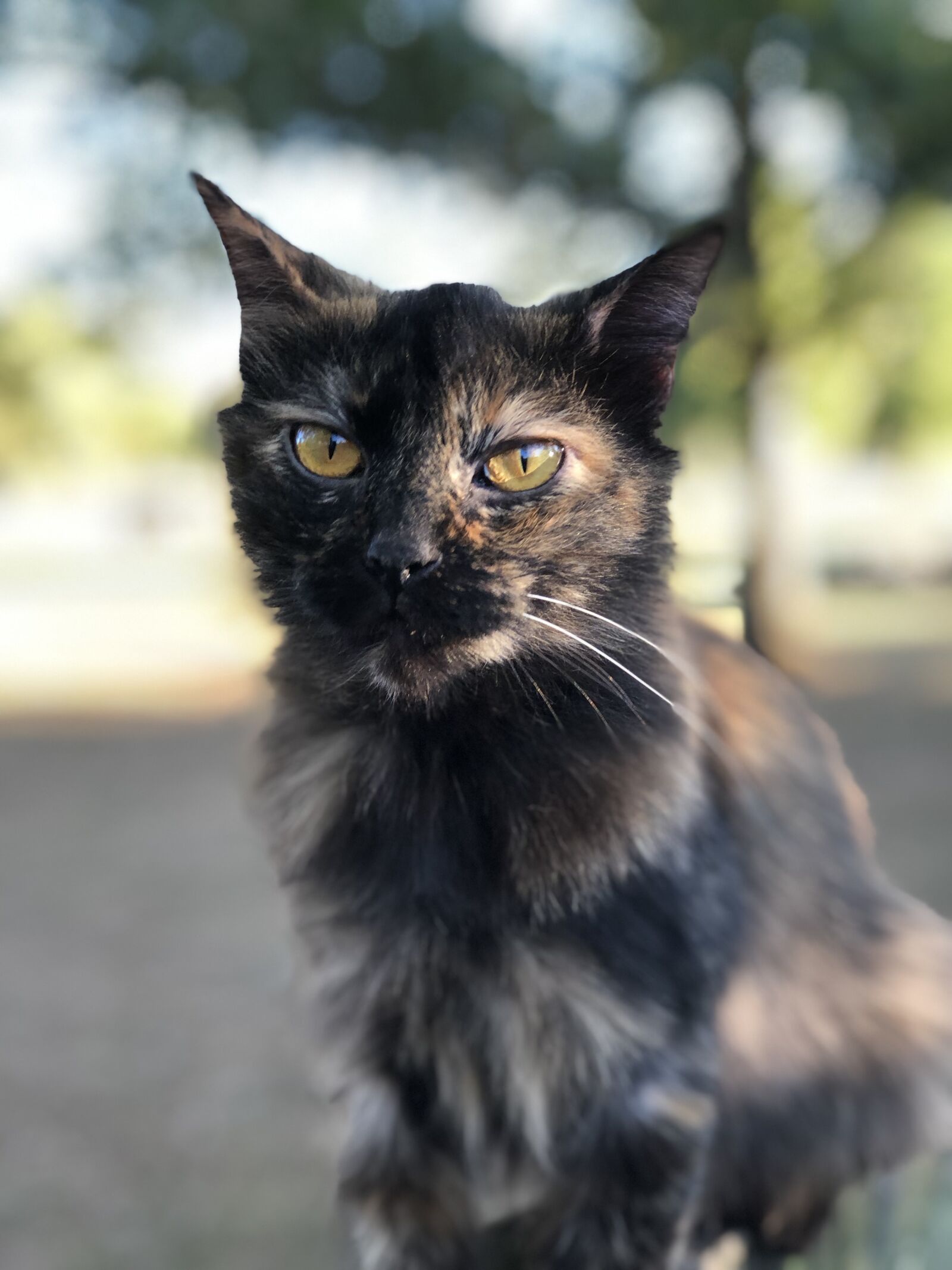 iPhone 8 Plus back dual camera 6.6mm f/2.8 sample photo. Tortoise shell cat, halloween photography