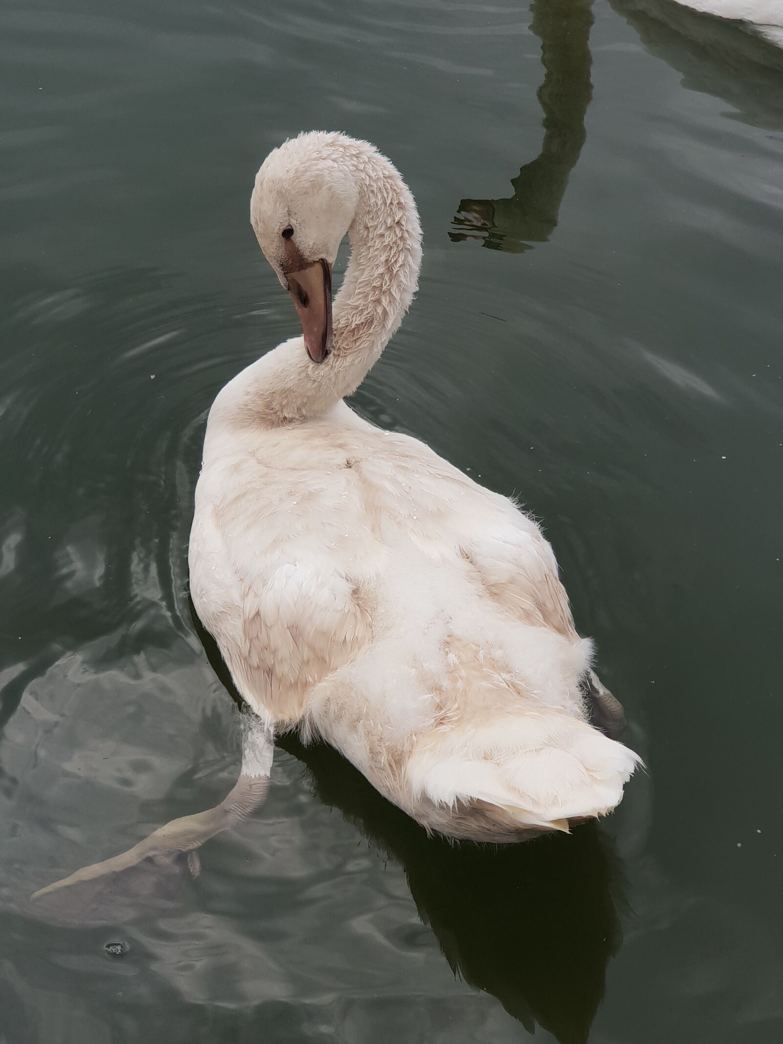Samsung Galaxy S9+ sample photo. Swan, animal children, water photography