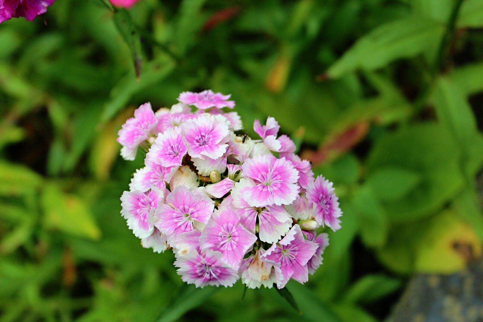Canon EOS 1300D (EOS Rebel T6 / EOS Kiss X80) sample photo. Flower, garden, slovakia photography