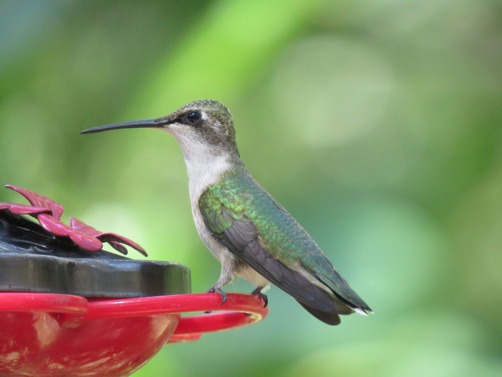 Canon PowerShot SX60 HS sample photo. Bird, hummingbird, close up photography