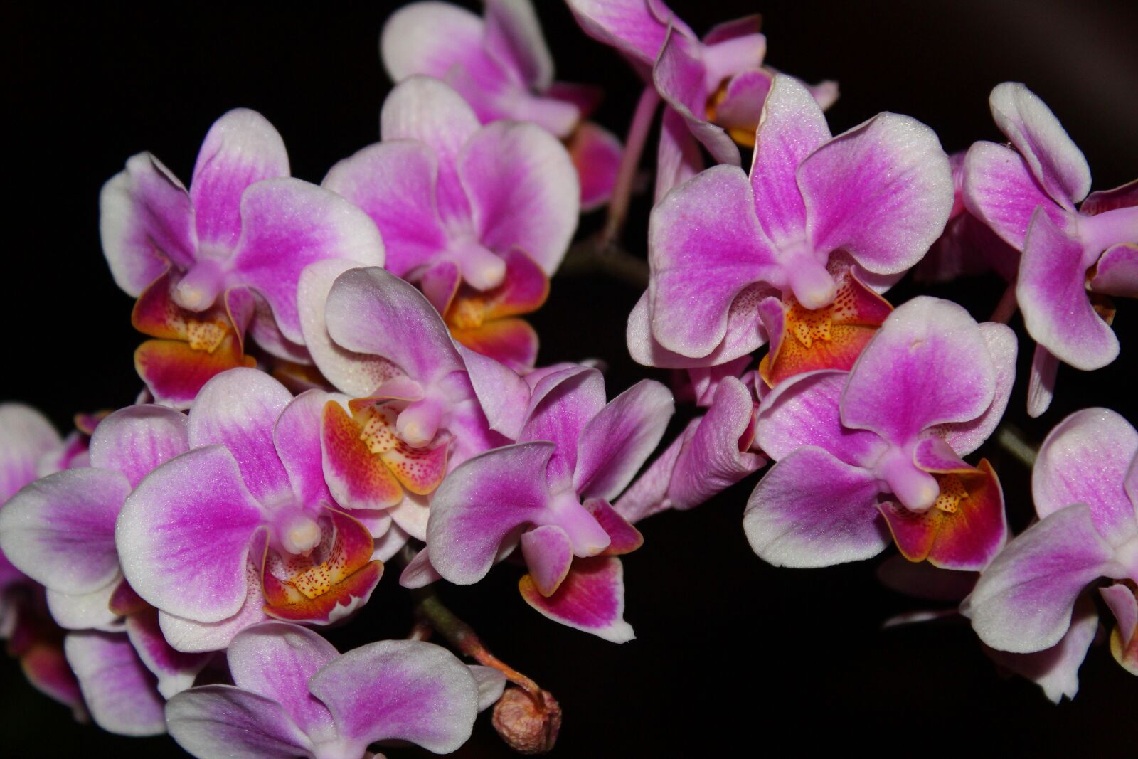 Canon EOS 1300D (EOS Rebel T6 / EOS Kiss X80) sample photo. Orchid, close-up, pink flowers photography