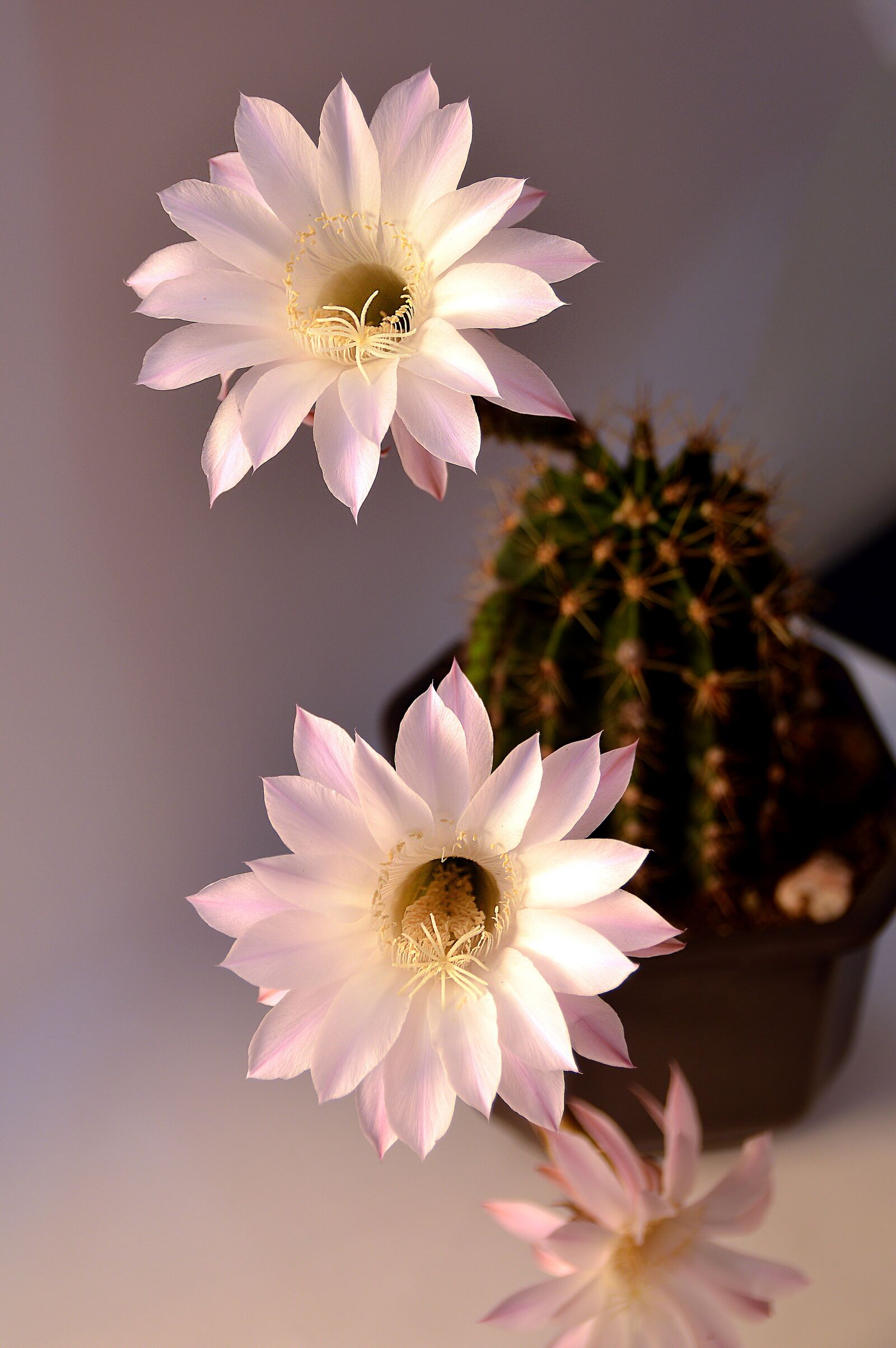 Nikon D3200 sample photo. Cactus, plant, nature photography