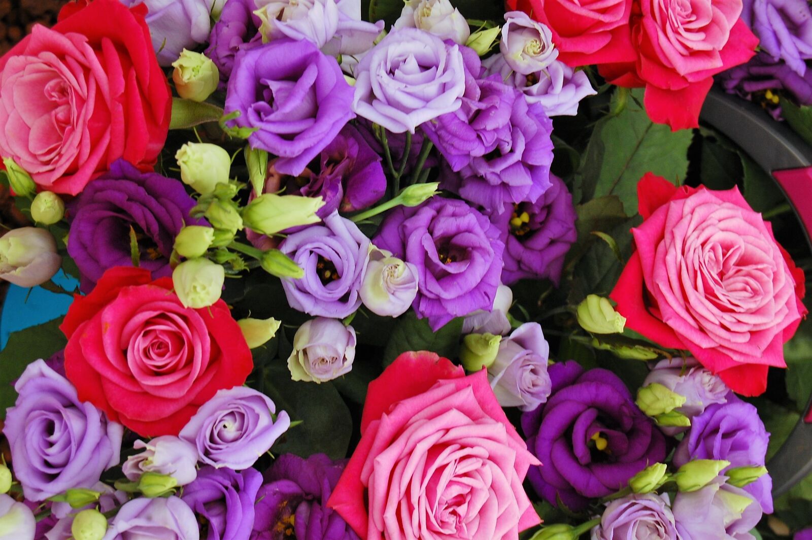 Nikon D40 sample photo. Roses, color, colorful photography