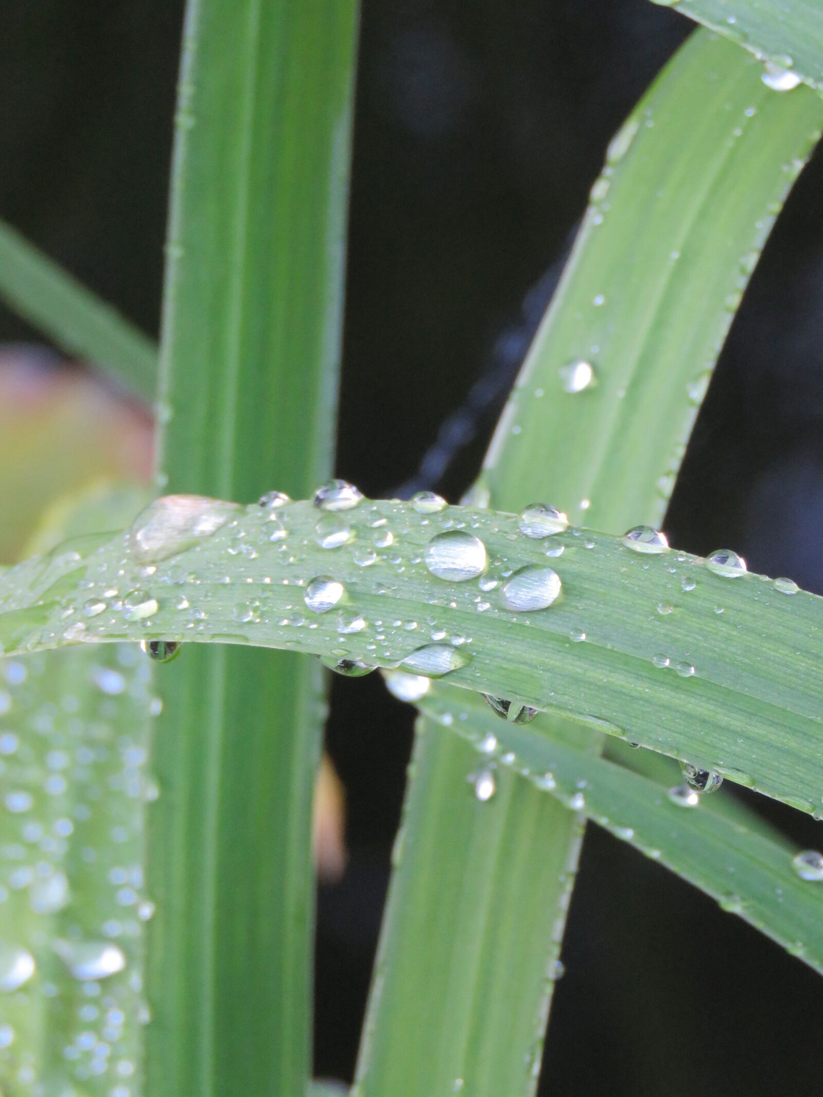 Canon PowerShot SX60 HS sample photo. Irisblad, drops, drop photography