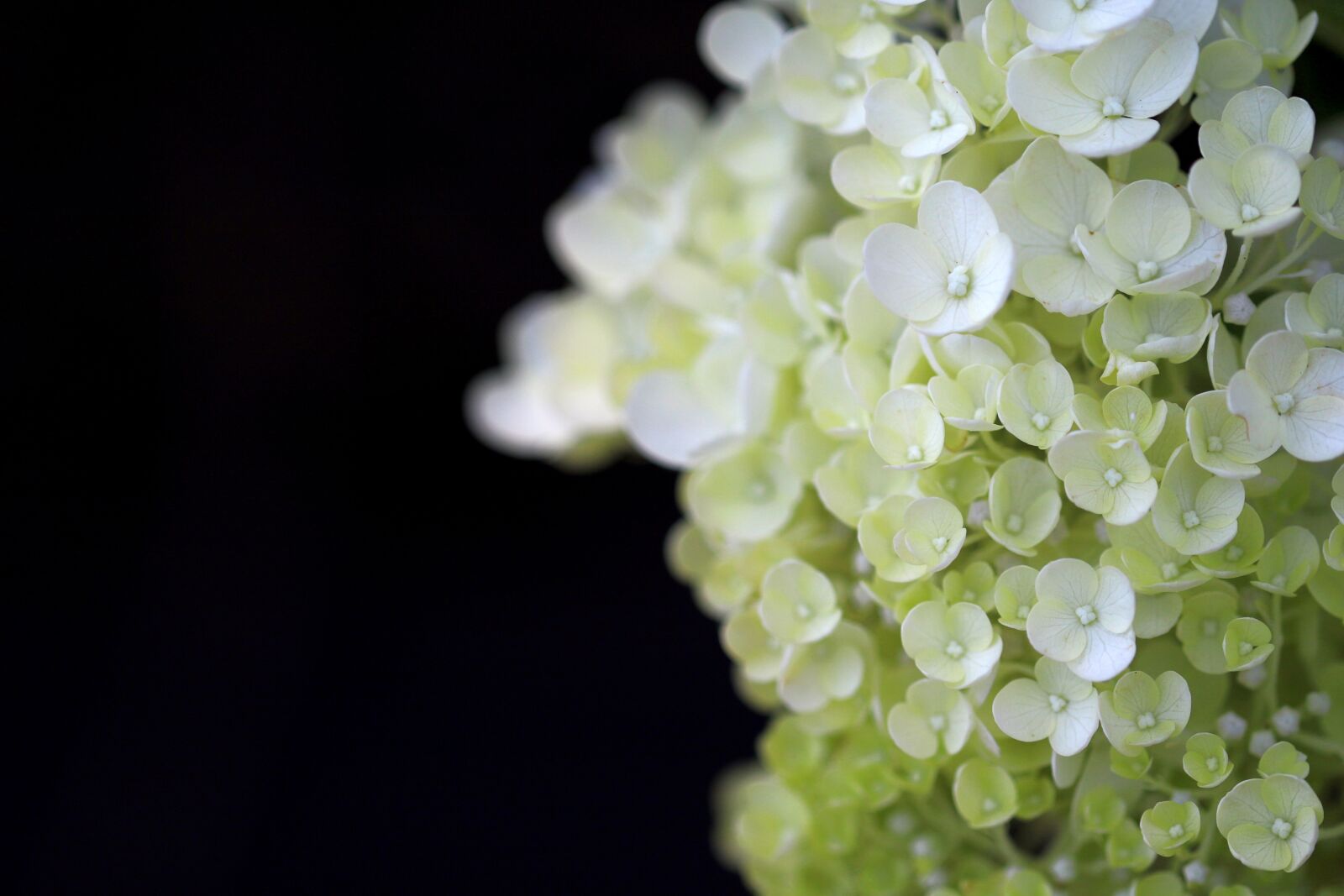 Canon EOS 7D Mark II sample photo. Hydrangea, plants, nature photography