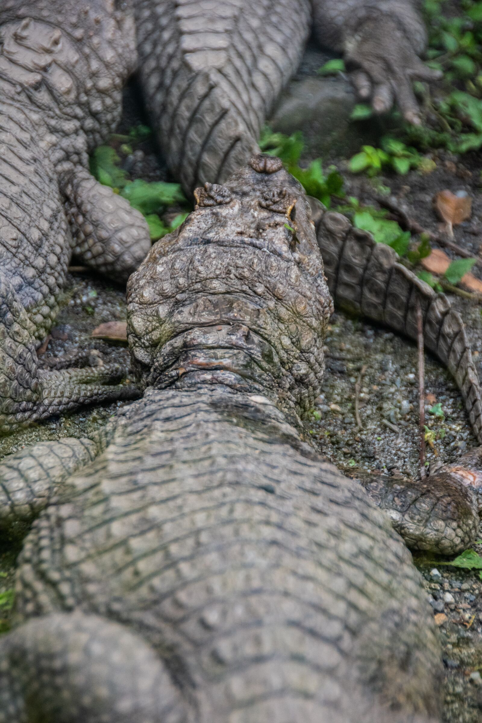 Nikon D5600 sample photo. Crocodile, reptile, animal photography