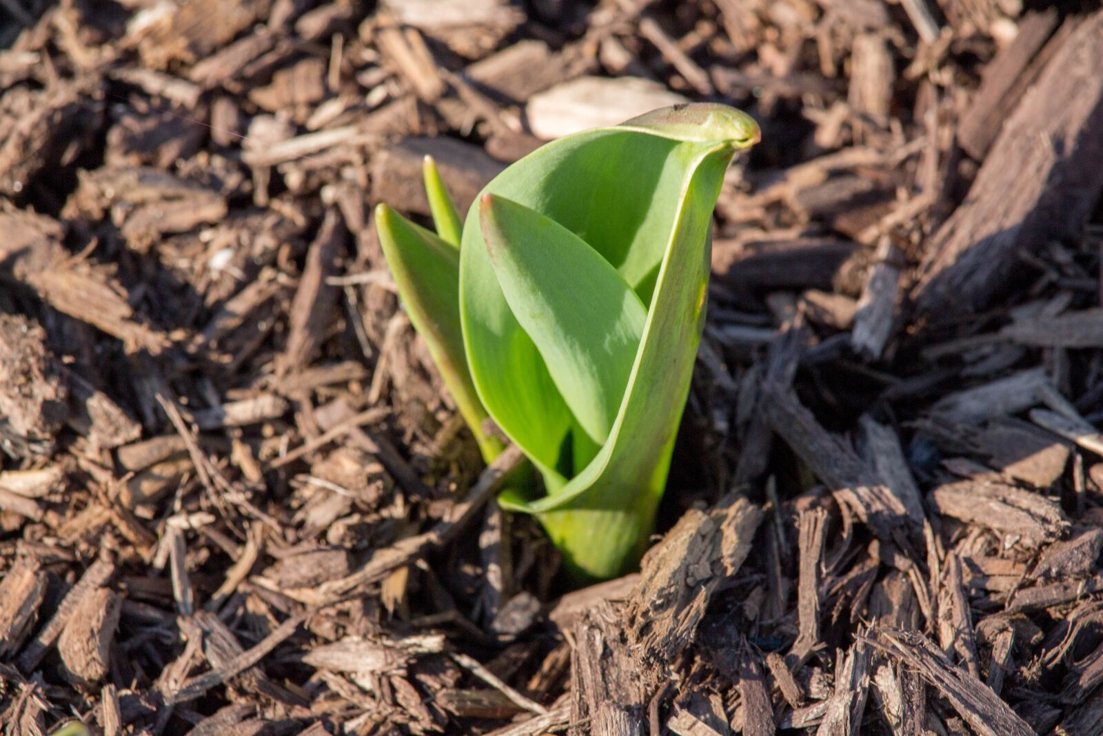 Canon EOS 700D (EOS Rebel T5i / EOS Kiss X7i) sample photo. Nature, flora, leaf photography