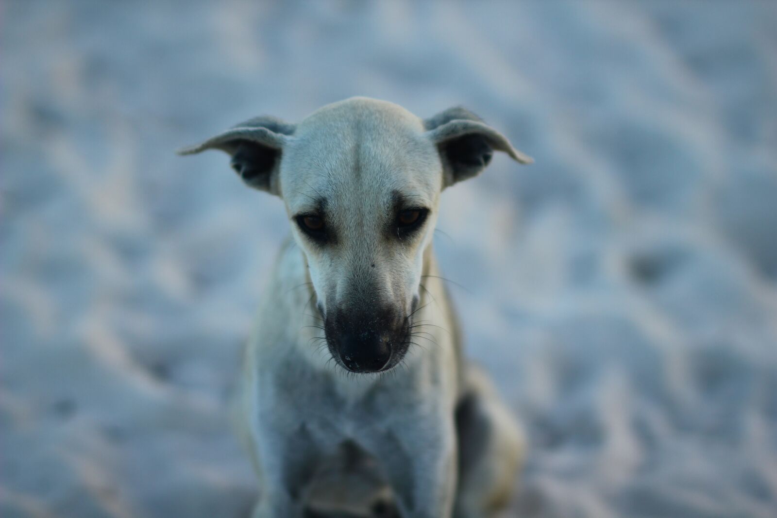 Canon EOS 550D (EOS Rebel T2i / EOS Kiss X4) sample photo. Dog, beach, dominican republic photography